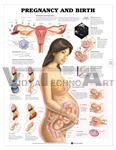 Pregnancy and Birth Anatomical Chart